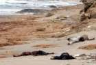 کشف اجساد 133 مهاجر در سواحل لیبی