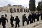 آمار حملات روزافزون صهیونیست ها به مسجد الاقصی