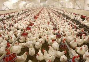 إيران تستأنف عملية تصدير الدجاج الى العراق وافغانستان ومستعدة لتموين قطر بذلك