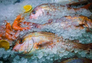 أثر تجميد السمك على فوائده الغذائية