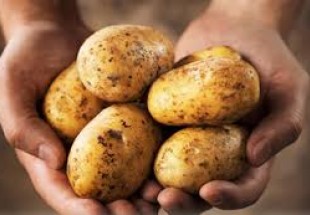 البطاطس المسلوقة تحافظ على توازن الجسم!