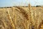 ايران تصدر 30 الف طن من القمح الى عمان