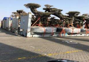 الامارات تسرق اشجار معمرة ونادرة من جزيرة سقطرى اليمنية