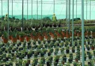 Qatar to plant 16,000 trees ahead of 2022 World Cup