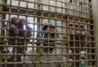 اسرای فلسطینی دادگاه های اسرائیلی را تحریم کردند
