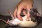 "الفئران" في نيويورك تهدد صحة الملايين‎