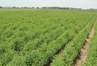 زراعة نحو 23 ألف هكتار من محصول الحمص بالسويداء