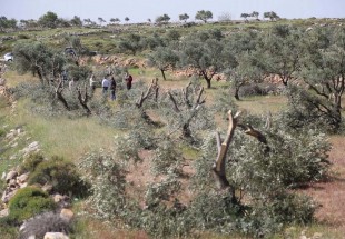 Israel razes hundreds of olive trees in Jordan Valley