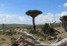 Yemenis will not give up island of Socotra: Official