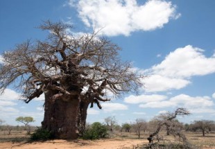 أشجار أفريقيا الأقدم تموت… والعلماء مربكون