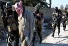 بازداشت ۷ داعشی از جمله یک مسؤول برجسته آن در موصل