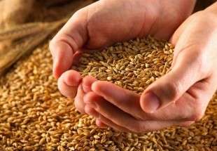 مؤسسة الحبوب السعودية تشتري 625 ألف طن من القمح في مناقصة