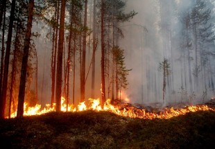 غابات السويد تحترق والسلطات تناشد الاتحاد الأوروبي بالتدخل