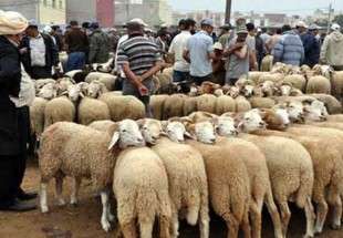 ألف خروف سوري أضاح للعيد في قطر