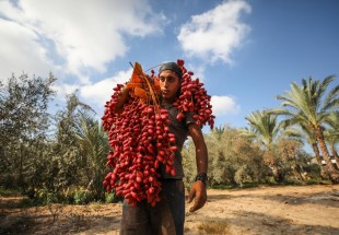 Gaza farmers have dates, but have nowhere to sell them