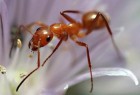 مورچه‌ها چگونه سلامت کبد شما را نشانه می‌گیرند؟