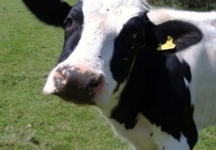 إسكتلندا تعلن إكتشاف جنون البقر في البلاد