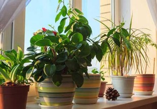لتخفيض مستويات التوتر وتحسين المزاج.. النباتات المنزلية هي الحل