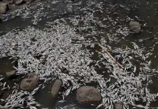 Thousands of fish die in contaminated Iraq waters