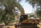 قوات الاحتلال تستولي على 500 شجرة نخيل في أريحا