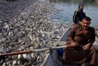 الصحّة العالميّة تُؤكّد تسمّم الفرات بسبب نفوق الأسماك