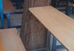 ​درختی که هم‌پای دانش‌آموزان درس می‌خواند