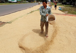 EU tariffs on rice a 