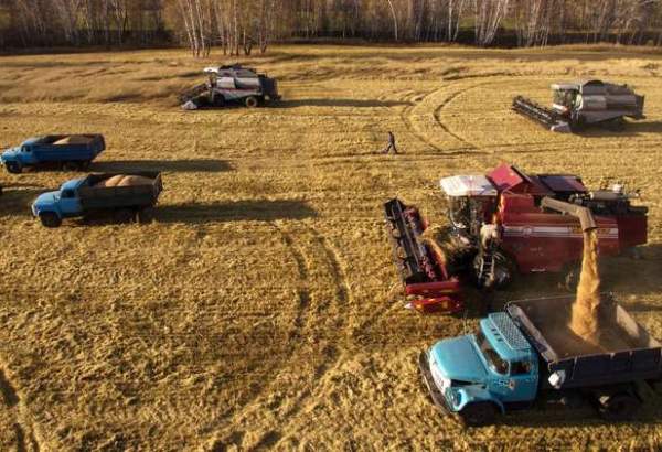 روسيا تتوقع حصاد 118 مليون طن من الحبوب