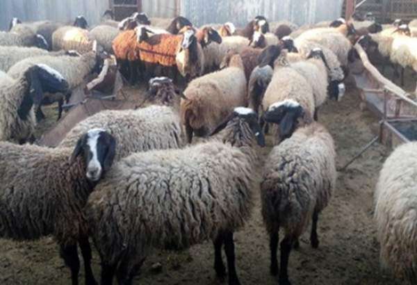 واردات 50 هزار رأس گوسفند زنده تا پایان هفته