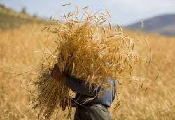 Iran est autosuffisant dans la production du blé dans ses trois dernières années