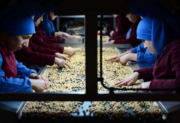 Turkey earns some $1.1B in hazelnut exports in 7 months