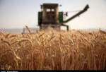 ​پیش بینی افزایش تولید گندم کشور با وجود سیل/ خودکفایی امسال هم تکرار می‌شود