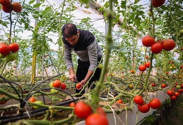 «کشاورزی»، ناجی اقتصاد| ۲۷۰هزار هکتار زمین در ایران مستعد احداث گلخانه با اشتغالزایی ۱.۷ میلیون نفری