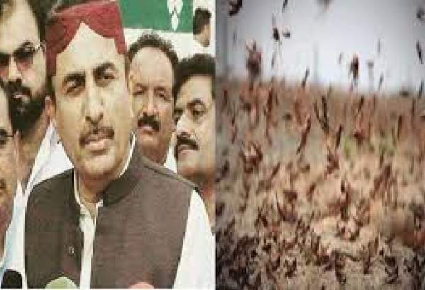 کراچی کے رہائیشی ٹڈی دل سے پریشان نہ ہوں، وزیر زراعت سندھ