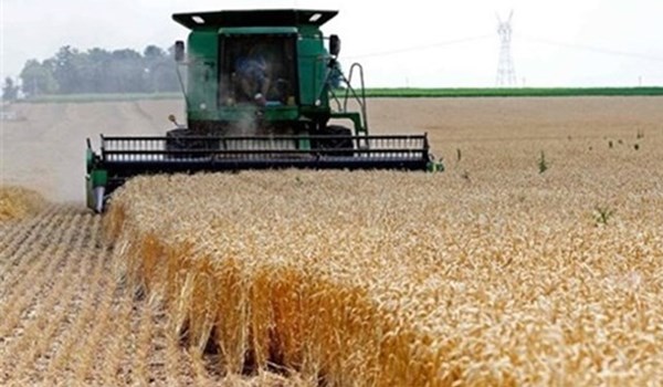 يتوقع انتاج القمح المحلي 14 مليون طن بموسم الحصاد الحالي الذي انطلق بالمناطق الجنوبية