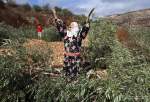 عصابات الاحتلال يعتدون على أشجار الزيتون والمواطنين الفلسطينيين