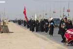 حشود الزائرين تصل مشيا على الاقدام الى مشارف النجف الاشرف لاحياء ذكرة وفاة النبي محمد (ص)  