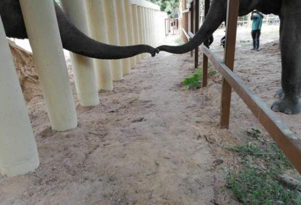 پاکستان سے کمبوڈیا بھیجا جانے والا ہاتھی اپنے دوستوں میں پہنچ گیا