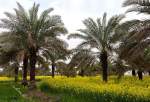 مزارع کلزا - خوزستان