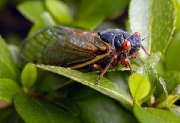 مليارات من الحشرات النادرة تستعد لغزو ولايات أمريكية