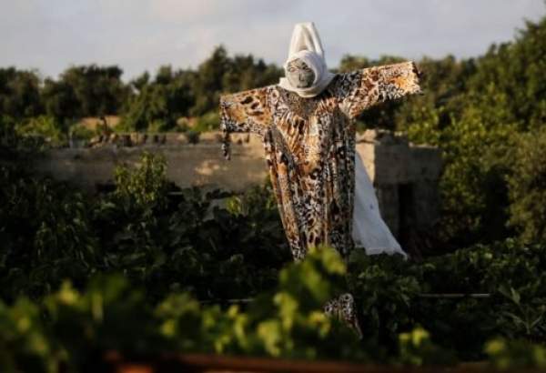 مستوطنون إسرائيليون يسممون 450 دالية عنب لمزارع فلسطيني بالضفة