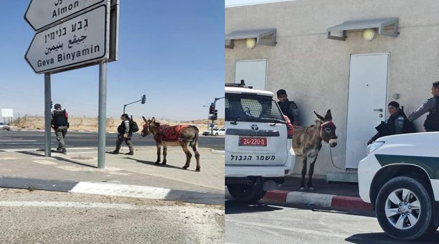 قوات الاحتلال تعتقل حماراً في قرية جبل المُكبر بمدينة القدس