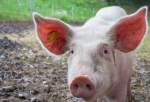 Pig Kidneys Successfully Transplanted Into Brain-Dead Human Body