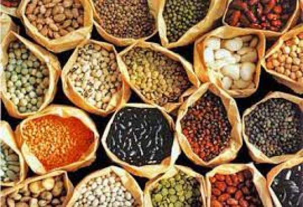 Iranian researchers produce hybrid seeds