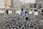 Hajj pilgrims feed pigeons at Great Mosque of Mecca (photo)  <img src="/images/picture_icon.png" width="13" height="13" border="0" align="top">
