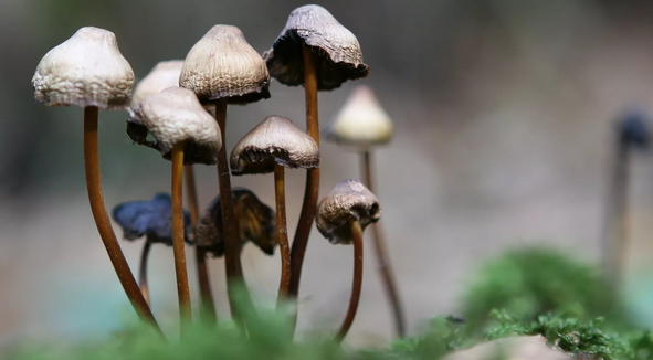 The Active Ingredient in ‘Magic Mushrooms’ Shows Promise in Curbing Alcoholism