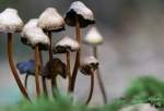The Active Ingredient in ‘Magic Mushrooms’ Shows Promise in Curbing Alcoholism