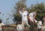 Israeli settlers vandalize Palestinian farms, vehicles in Tulkarm
