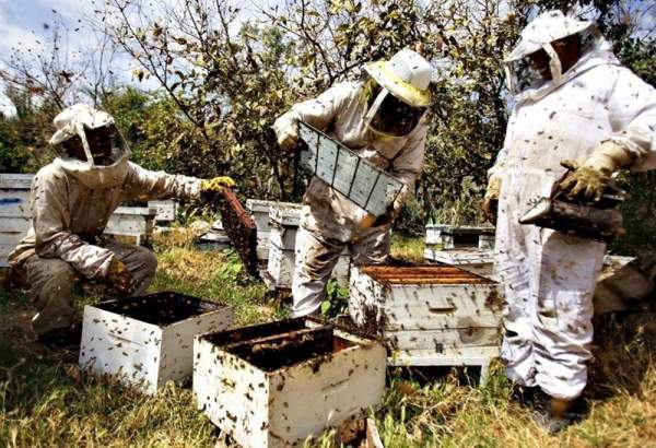 پیش بینی تولید 150 تن عسل خالص و مرغوب در هرمزگان
