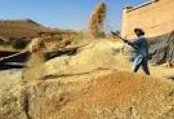 افغانستان میں اس سال گندم کی پیداوار کم بارشوں کی وجہ سے کم